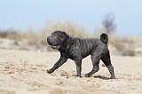 SHAR-PEI 715